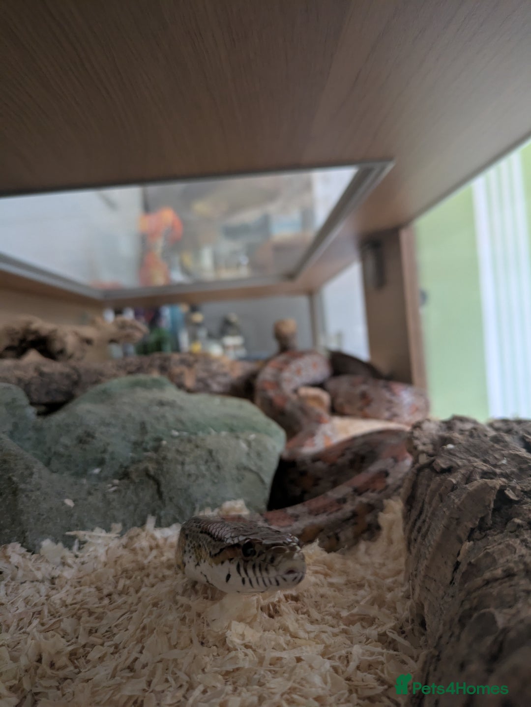 Corn Snake reptiles for sale: Corn Snake - Image 9