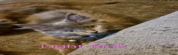 Maine Coon cats for sale: READY NOW... GCCF Main Coon kittens - Advert 6