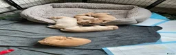 Golden Retriever dogs for sale: Golden Retriever Puppies in Thatcham - Advert 21