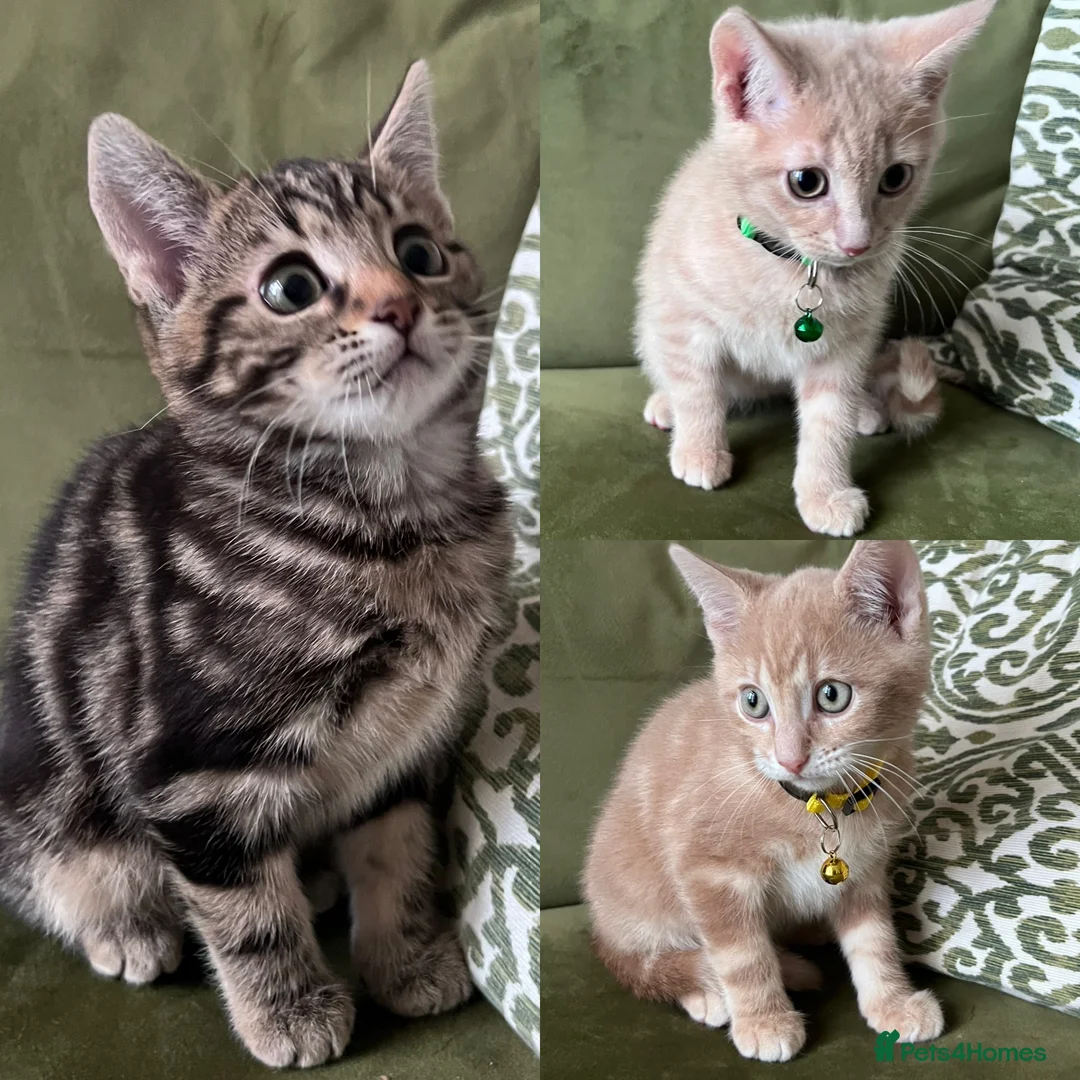British Shorthair cats for sale: British Shorthair kittens for sale - Advert 1