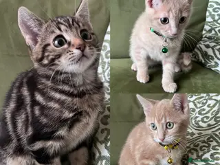 British Shorthair cats British Shorthair kittens for sale - Advert 2