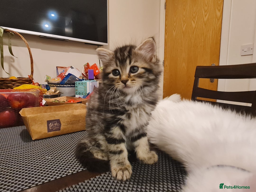 Mixed Breed cats for sale: ***Five Kittens For Sale*** - Advert 3