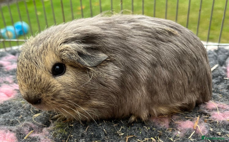 Guinea Pig rodents - Advert 11