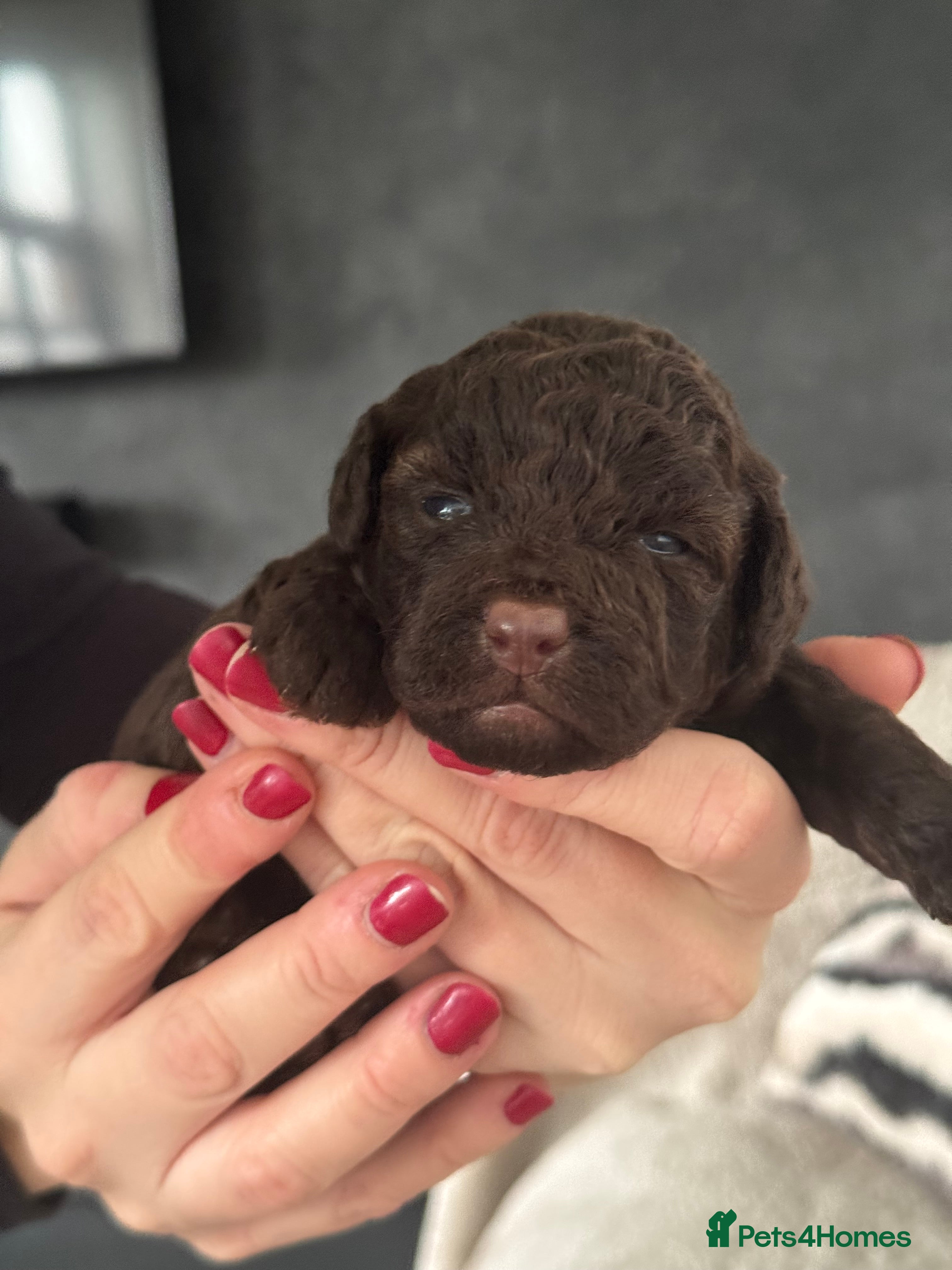 Aussiedoodle dogs Miniature Aussiedoodle Pups 🐾 ❤️ - Advert 1