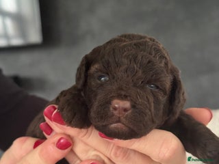 Aussiedoodle dogs Miniature Aussiedoodle Pups 🐾 ❤️ - Advert 1