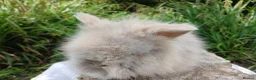 Lionhead rabbits for sale: Stunning DM lionhead baby rabbits - Advert 4