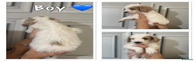 Cockapoo 2