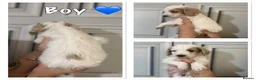 Cockapoo dogs for sale: Stunning cockapoo puppy’s  - Advert 3
