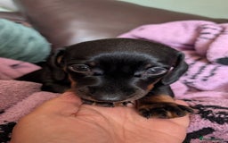Dachshund dogs for sale: Daschund puppies. - Image 6