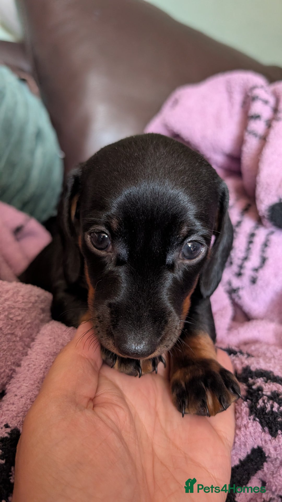 Dachshund dogs for sale: Daschund puppies. - Image 6