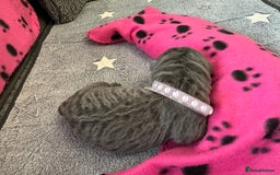 Neapolitan Mastiff dogs for sale: Neapolitan mastiff puppies  - Image 19