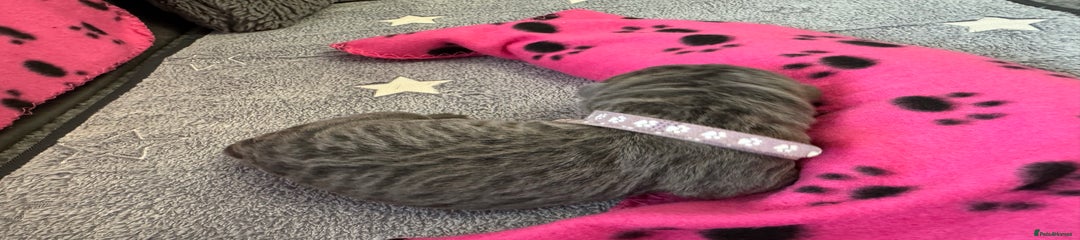 Neapolitan Mastiff Puppy 10