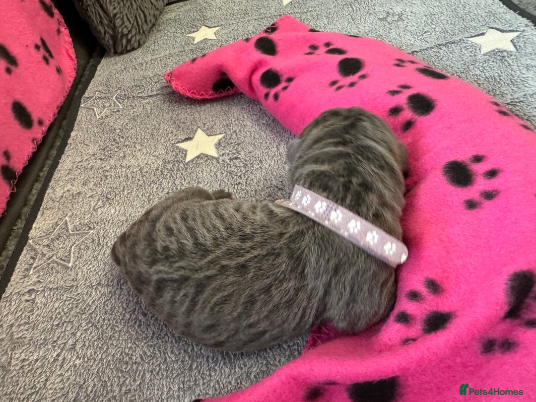 Neapolitan Mastiff dogs for sale: Neapolitan mastiff puppies  - Image 19