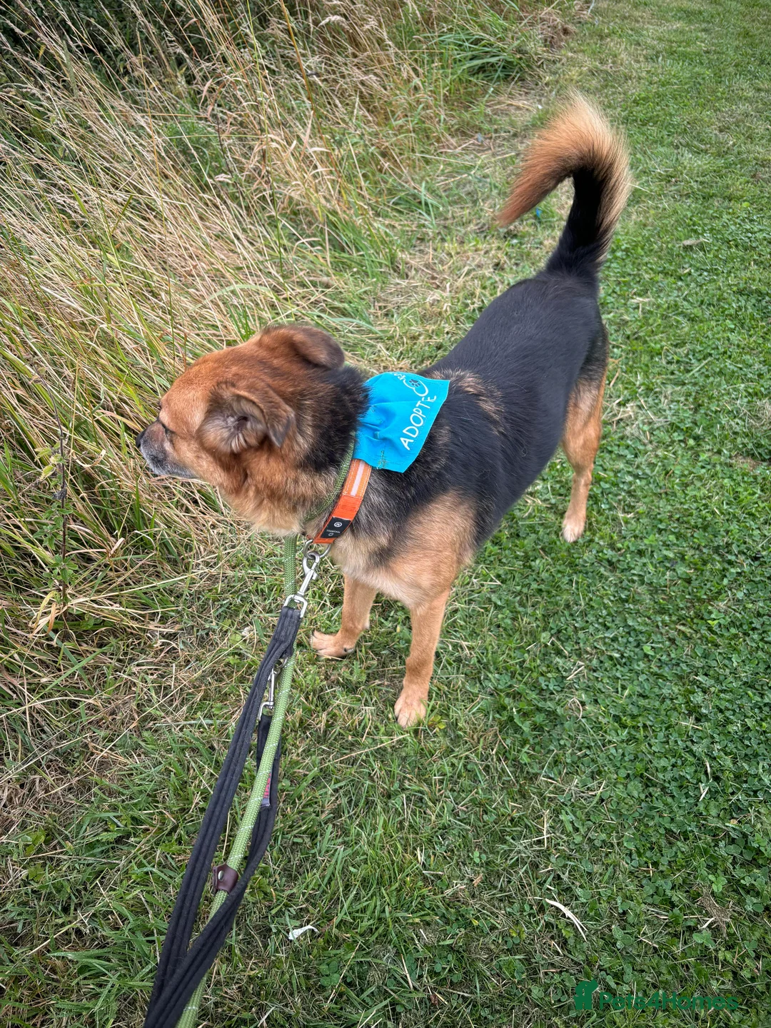 Mixed Breed dogs for adoption: Meet Star, currently residing in Cheshire  in Nantwich - Advert 13
