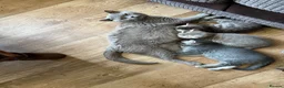 British Shorthair cats for sale: Ready now British shorthair kittens - Advert 3