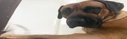 Rhodesian Ridgeback dogs for stud: 🐾 Handsome Rhodesian Ridgeback Available for Stud - Advert 5
