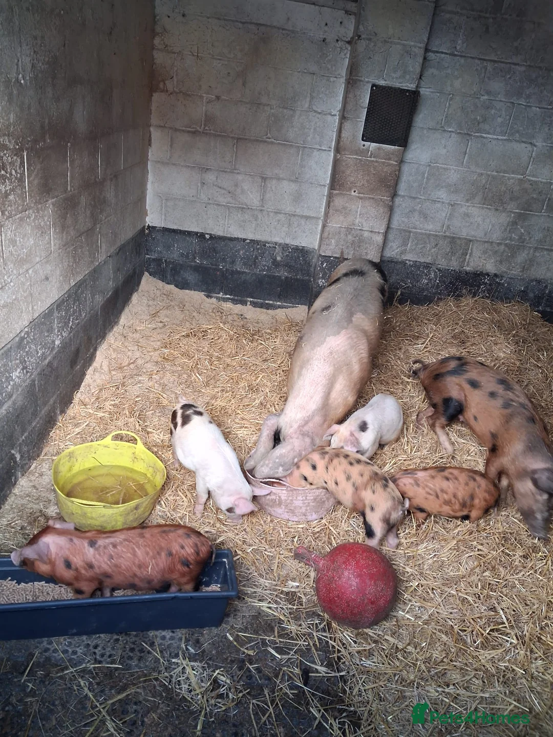 Pig livestock for sale: Mum and piglets  in Wigan - Advert 1