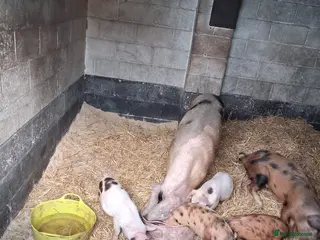 Pig livestock Mum and piglets - Advert 15