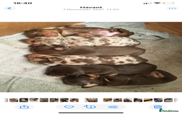 Dachshund dogs for sale: 6 little Dacshund puppies! 2 Dapples!  - Image 12