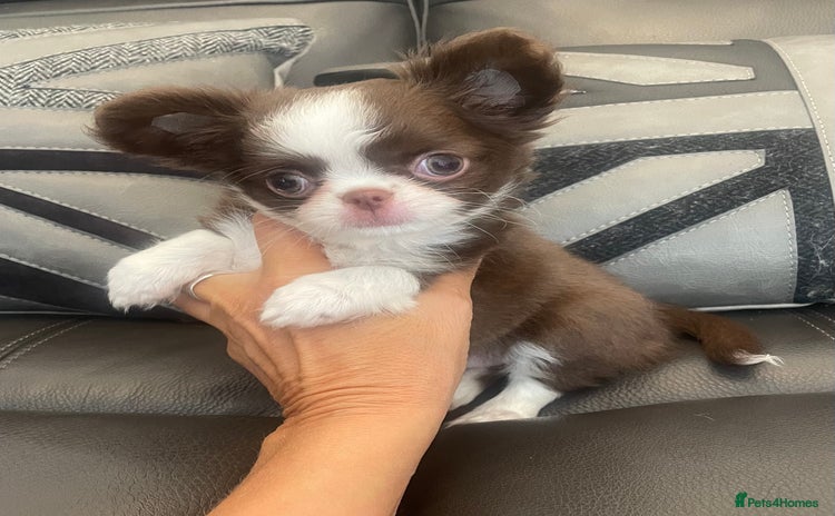 Chihuahua dogs - Advert 2