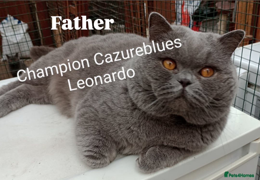 British Shorthair cats for sale: TICA Registered Active Blue Boy! - Image 8