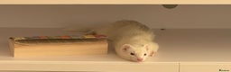 Ferret rodents for sale: Rehoming My Ferret – Looking for a Loving Home - Advert 2