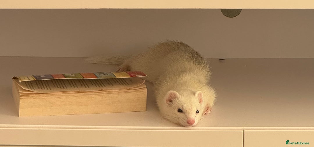 Ferret rodents for sale: Rehoming My Ferret – Looking for a Loving Home - Advert 2