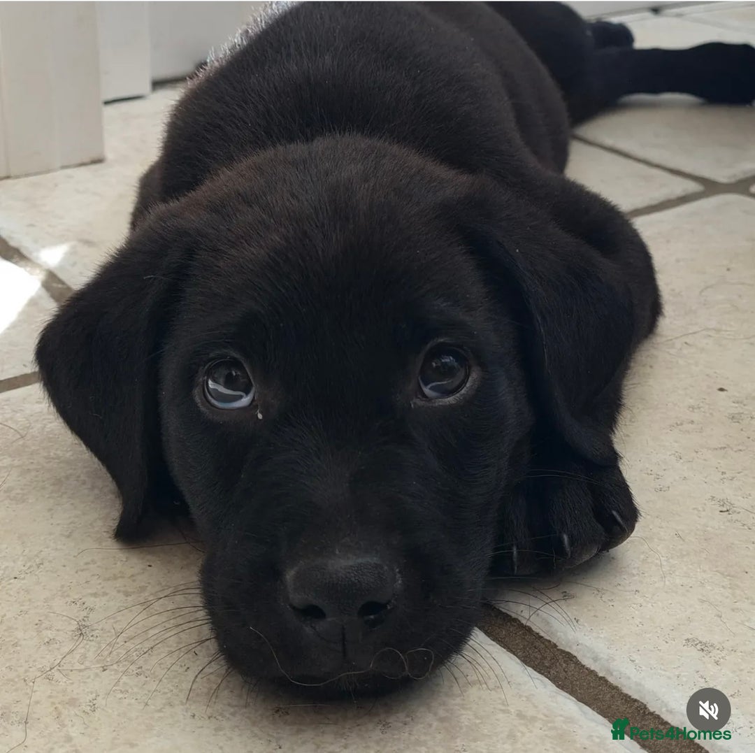 Labrador Retriever dogs for sale: 2 beautiful laborador puppies  - Image 2