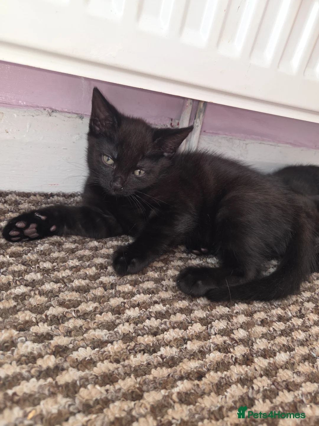 Mixed Breed cats for sale: Kittens - Advert 2