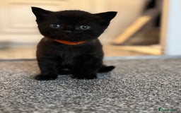 British Shorthair cats for sale: British short hair x - Image 4