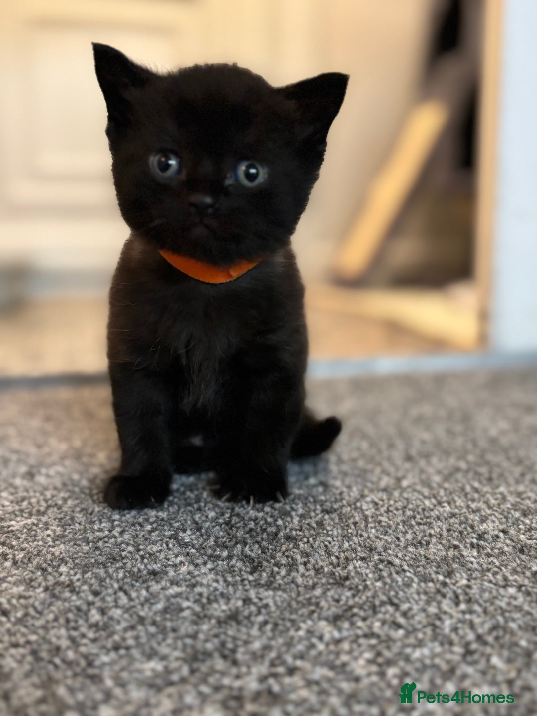 British Shorthair cats for sale: British short hair x - Image 4