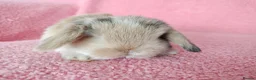Mini Lop rabbits for sale: Baby mini lops for sale  - Advert 7
