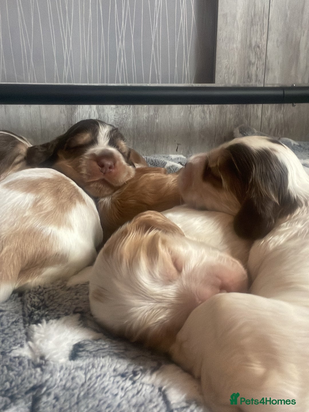 Cocker Spaniel dogs for sale: Show type cocker spaniels  - Image 32