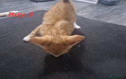 Mixed Breed cats for sale: Beautiful kittens for sale - Image 3