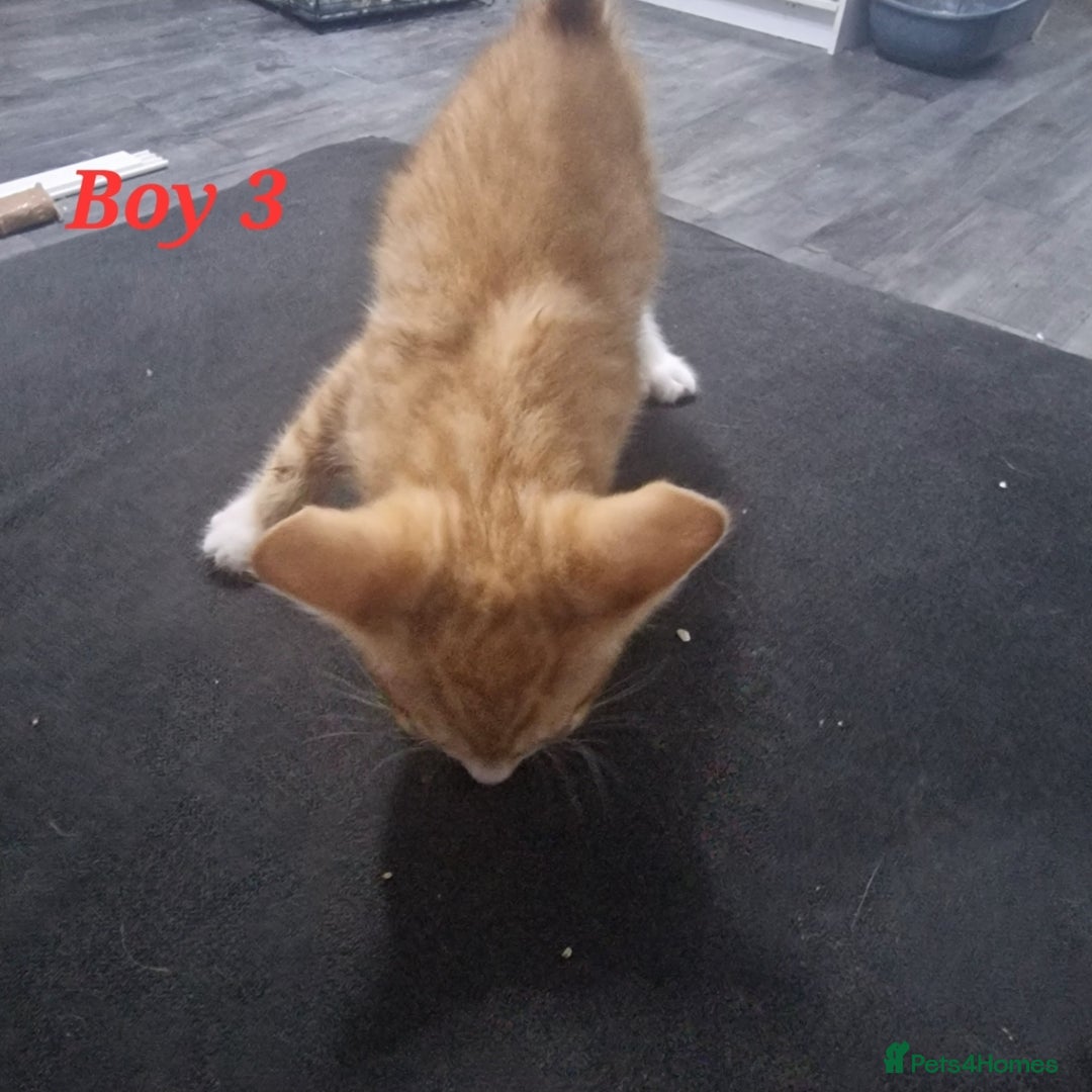 Mixed Breed cats for sale: Beautiful kittens for sale - Image 3