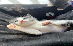 British Shorthair cats for sale: Stunning blue kittens  - Image 3