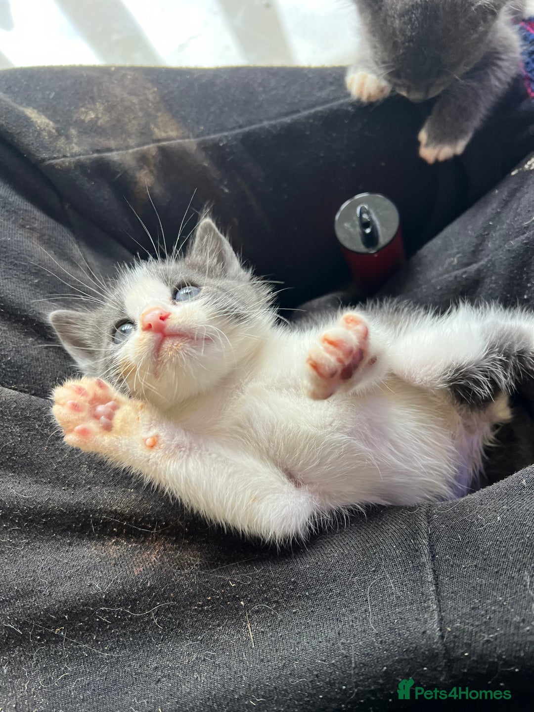 British Shorthair cats for sale: Stunning blue kittens  - Image 3