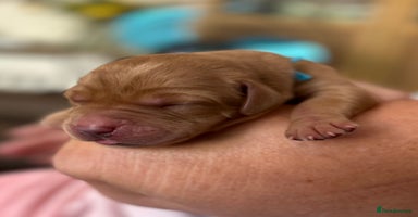Labrador Retriever dogs - Advert 2