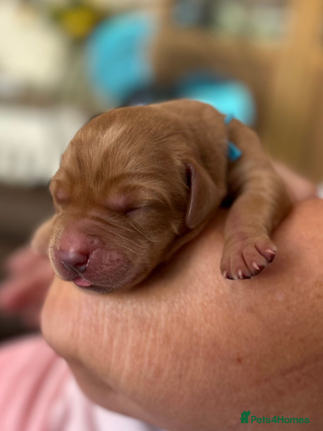 Labrador Retriever dogs for sale: Family/Working bred KC Labradors - Image 3