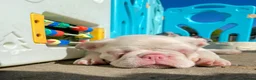 French Bulldog dogs for sale: Adorable French Bulldog Puppies for Sale 🐶❤️ - Advert 7