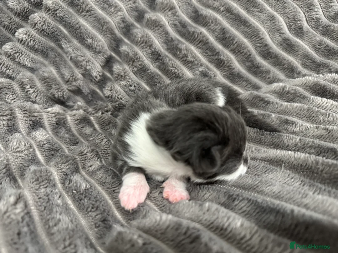 Mixed Breed cats for sale: TWO KITTENS LEFT!!! in Stoke-on-Trent - Advert 8