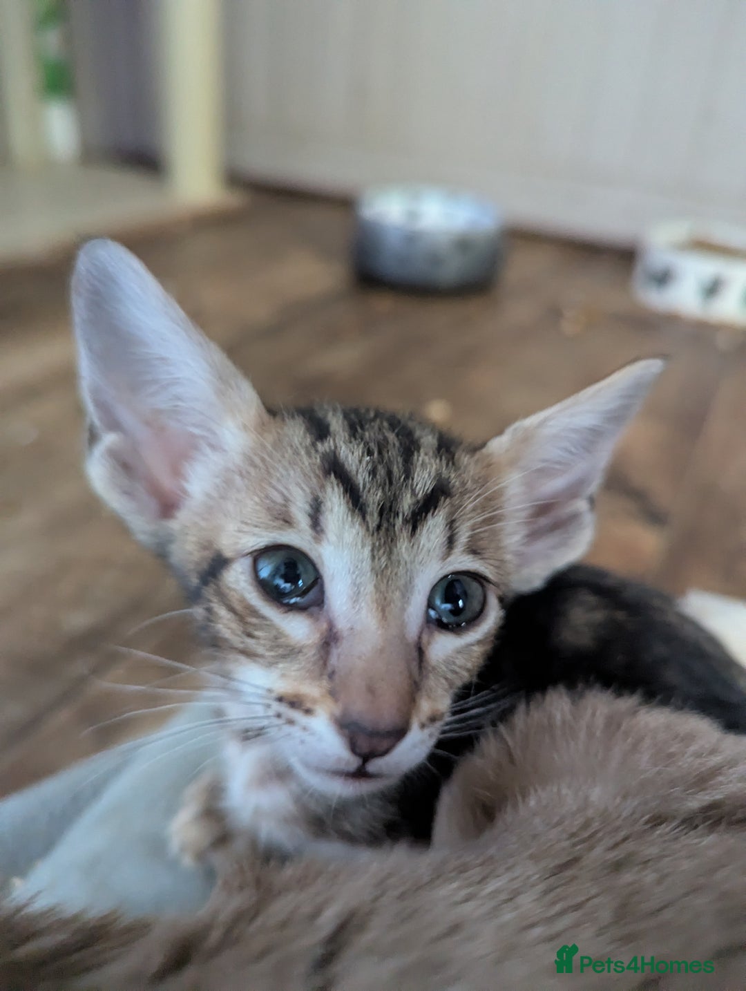 Oriental cats for sale: Super friendly kittens - Image 3