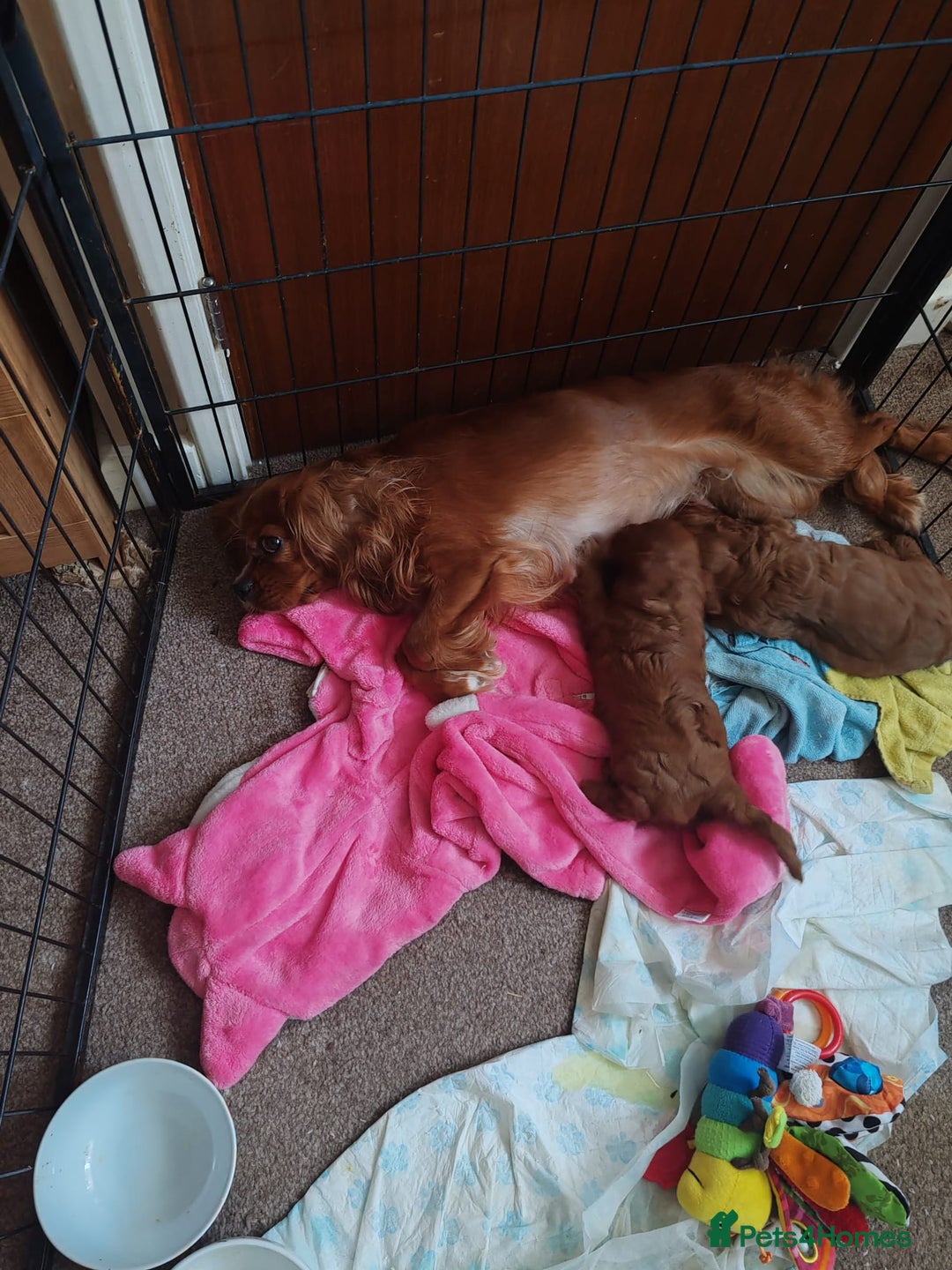 Cavapoo dogs for sale: Lovely Cavapoo puppies - Image 5