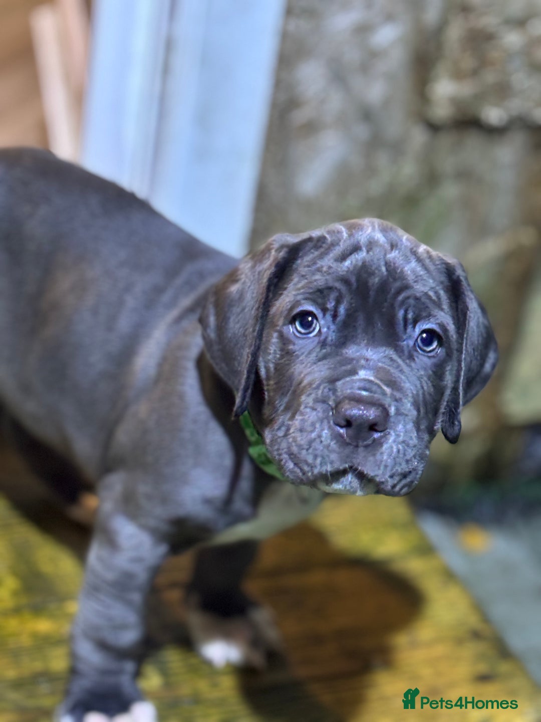 Mixed Breed dogs for sale: Hybrid mastiffs - Advert 3