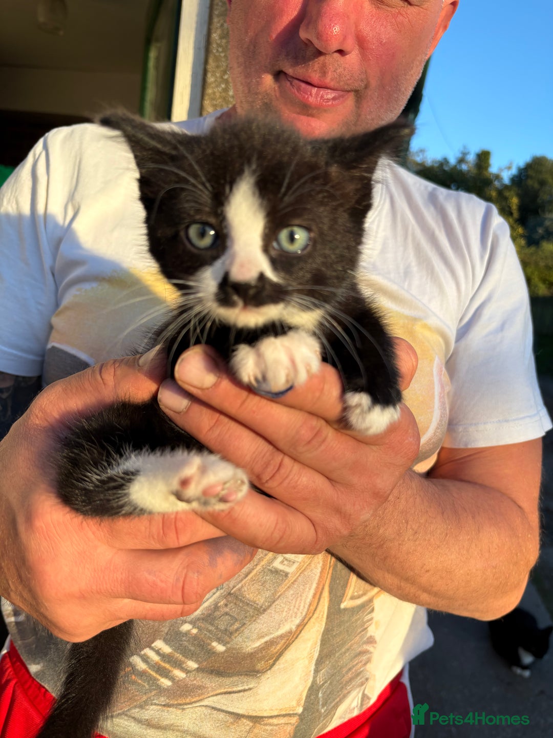 Mixed Breed cats for sale: 6 beautiful mixed breed kittens  - Image 3