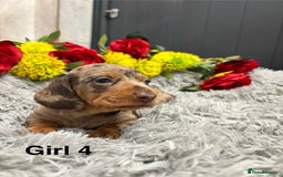 Miniature Dachshund dogs for sale: ❤️ Beautiful Dapple Miniature Dachshund babies ❤️ - Image 13