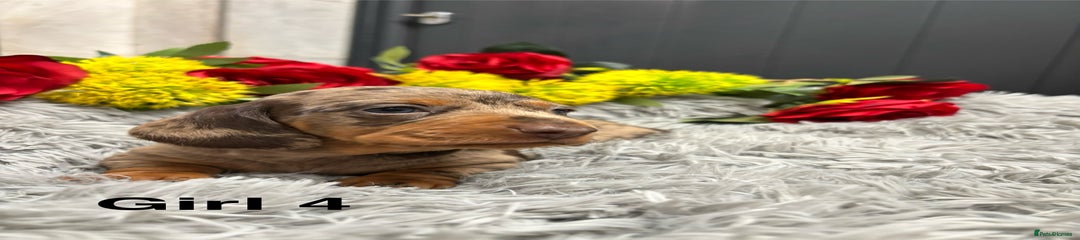 Pretty dapple girl 4