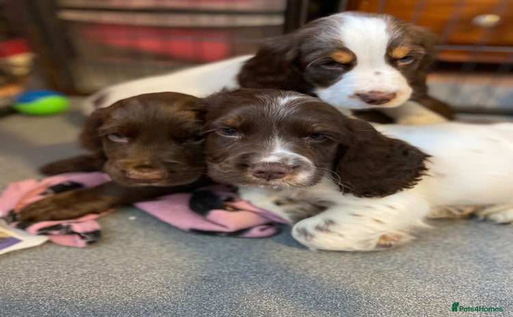 Cocker Spaniel dogs - Advert 3