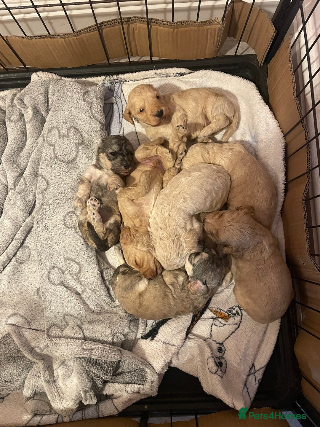 Cockapoo dogs for sale: 8 gorgeous F1 Cockapoos - Advert 39