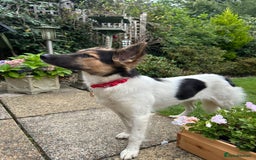 Border Collie dogs for adoption: Gwenny’s Story: One Hour From Death - Image 16